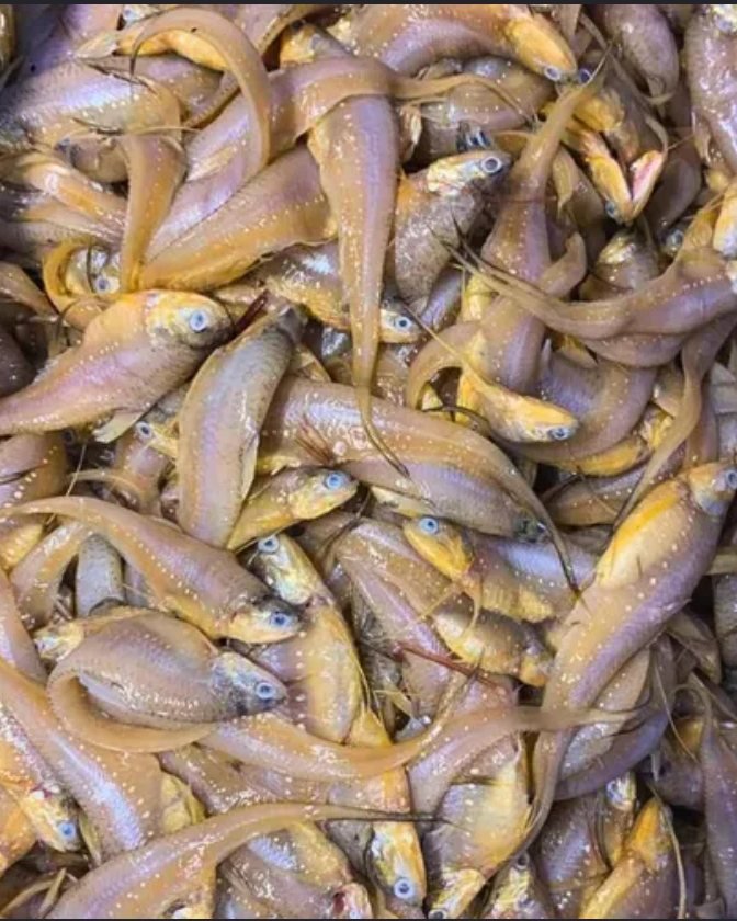 Mandeli