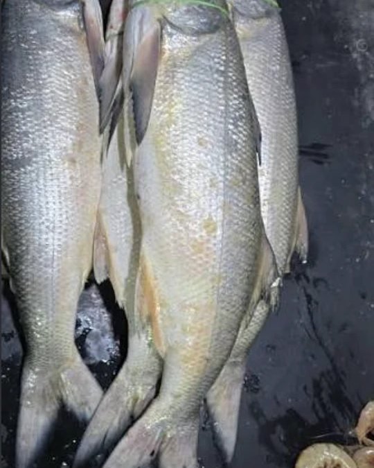 Rawas (Indian Salmon)