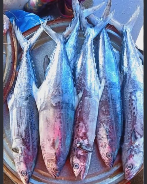 Surmai (King Fish)