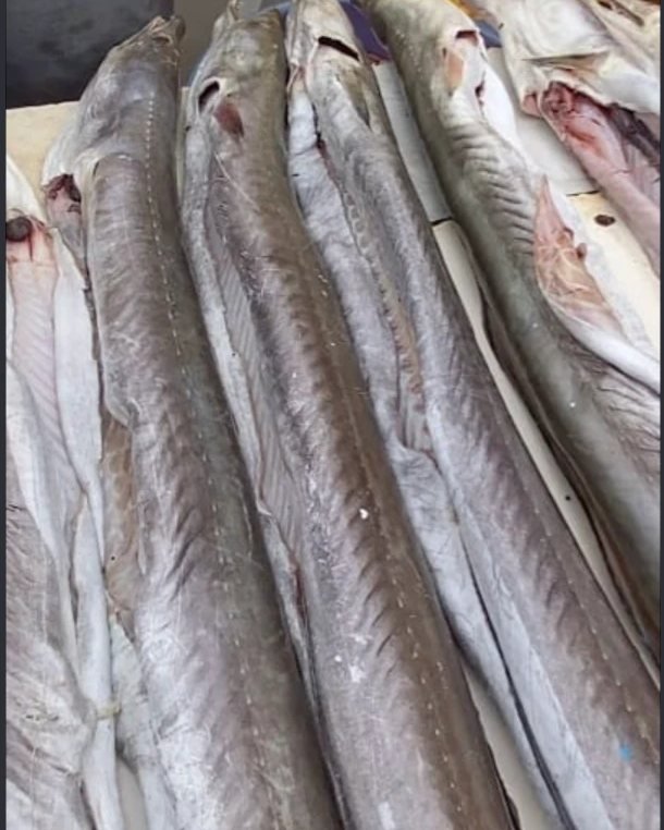 Wam (Eel)