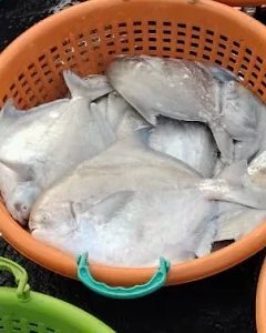 Big Pomfret