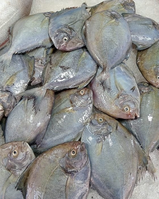 Black Pomfret (Halwa)
