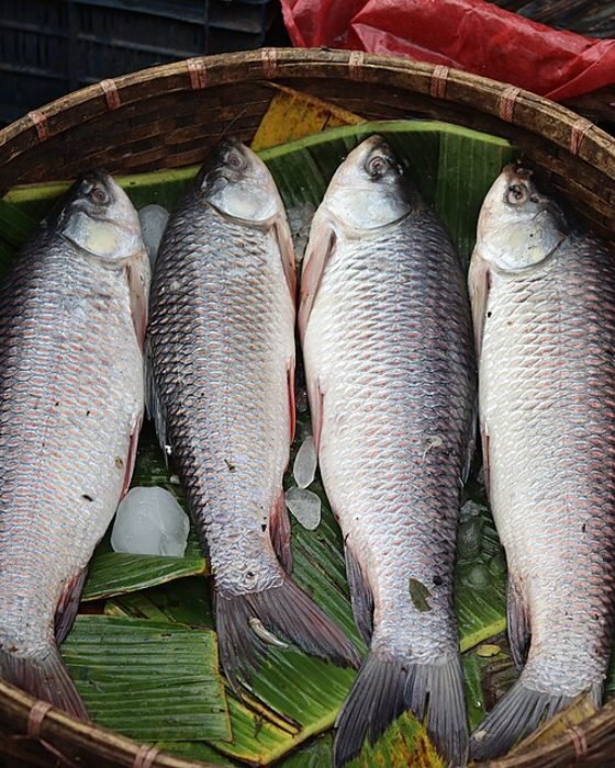Rohu